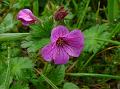 Many-Flower Geranium